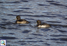 Reiherenten (Tufted Duck, Aythya fuligula)