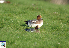 Pfeifenten (Eurasian Wigeon, Mareca penelope)