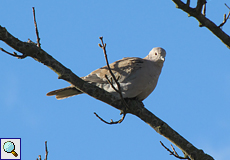 Türkentaube (Collared Dove, Streptopelia decaocto)