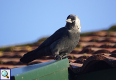 Dohle (Jackdaw, Corvus monedula)