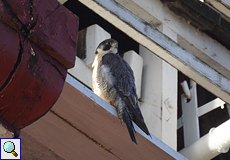 Wanderfalke (Peregrine Falcon, Falco peregrinus)