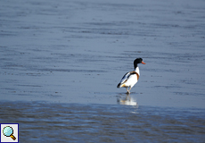 Brandgans (Common Shelduck, Tadorna tadorna)