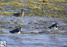 Kiebitz (Northern Lapwing, Vanellus vanellus)