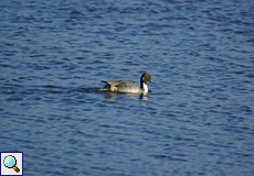 Männliche Spießente (Northern Pintail, Anas acuta)