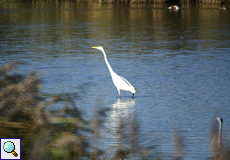 Silberreiher (Great Egret, Egretta alba)