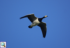 Weißwangengans (Barnacle Goose, Branta leucopsis)