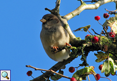 Weiblicher Haussperling (House Sparrow, Passer domesticus)