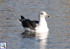 Sturmmöwe (Mew Gull, Larus canus)