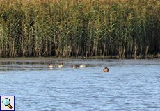 Krickenten (Green-winged Teal, Anas crecca)