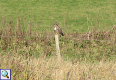 Mäusebussard (Common Buzzard, Buteo buteo)