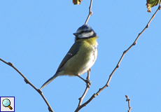 Blaumeise (Blue Tit, Cyanistes caeruleus)