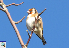 Stieglitz (Eurasian Goldfinch, Carduelis carduelis)