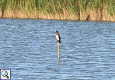 Jugendlicher Kormoran (Great Cormorant, Phalacrocorax carbo carbo)