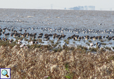 Überwinternde Große Brachvögel (Western Curlew, Numenius arquata) am Wattenmeer