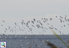 Säbelschnäbler im Flug (Pied Avocet, Recurvirostra avosetta)