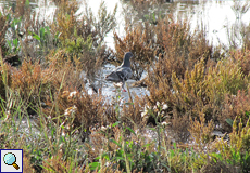 Stadttaube (Pigeon, Columba livia f. domestica)