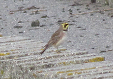 Ohrenlerche (Horned Lark, Eremophila alpestris)