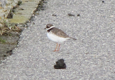 Sandregenpfeifer im Schlichtkleid (Ringed Plover, Charadrius hiaticula)