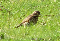 Rotdrossel (Redwing, Turdus iliacus)