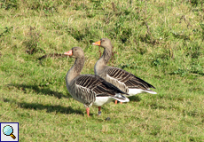 Graugänse (Greylag Goose, Anser anser)