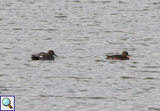 Schnatterenten (Gadwall, Mareca strepera), links ein Männchen, rechts ein Weibchen