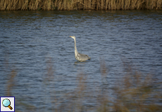 Graureiher (Grey Heron, Ardea cinerea cinerea)