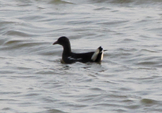 Teichhuhn (Common Moorhen, Gallinula chloropus)