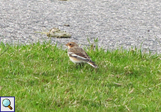 Schneeammer (Snow Bunting, Plectrophenax nivalis)