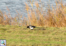 Elster (Eurasian Magpie, Pica pica)