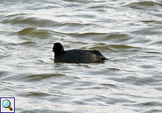 Blässhuhn (Black Coot, Fulica atra)