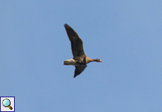 Blässgans (White-fronted Goose, Anser albifrons)