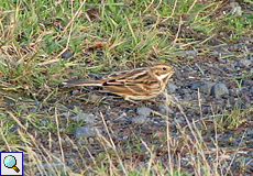 Rohrammer (Reed Bunting, Emberiza schoeniclus)