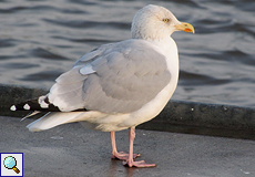 Silbermöwe (Herring Gull, Larus argentatus), Altvogel