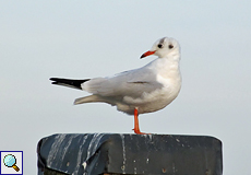 Lachmöwe (Common Black-headed Gull, Chroicocephalus ridibundus) im Schlichtkleid