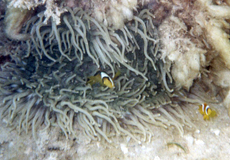 Zwei Rotmeer-Anemonenfische (Amphiprion bicinctus)