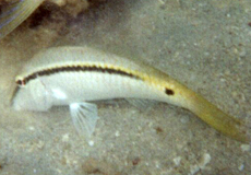 Rotmeer-Barbe (Red Sea Goatfish, Parupeneus forsskali)