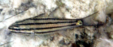 Fünflinien-Kardinalbarsch (Five-lined Cardinalfish, Cheilodipterus quinquelineatus)
