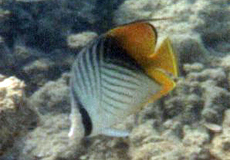 Fähnchen-Falterfisch (Threadfin Butterflyfish, Chaetodon auriga)
