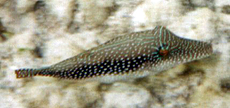 Zwerg-Spitzkopfkugelfisch (Canthigaster pygmaea)