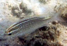 Ghanam-Scheinschnapper (Arabian Monocle Bream, Scolopsis ghanam)