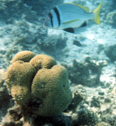 Doppelband-Brasse (Acanthopagrus bifasciatus) über einem Korallenblock