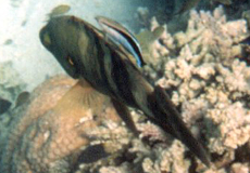 Putzerlippfisch (Common Cleaner Wrasse, Labroides dimidiatus)