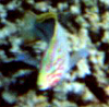 Regenbogen-Lippfisch oder Rotmeer-Junker (Klunzinger's Wrasse, Thalassoma rueppellii)
