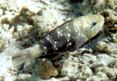 Weiblicher Kugelkopf-Papageifisch (Daisy Parrotfish, Chlorurus sordidus)