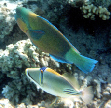 Männlicher Kugelkopf-Papageifisch (Daisy Parrotfish, Chlorurus sordidus)