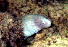 Graue Muräne (Grey Moray, Gymnothorax griseus)