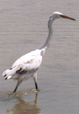 Küstenreiher (Western Reef Heron, Egretta gularis schistacea), Helle Morphe