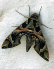 Oleanderschwärmer (Oleander Hawk-moth, Daphnis nerii)