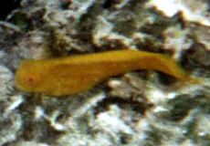 Goldener Schleimfisch (Lyretail Blenny, Ecsenius midas)
