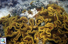 Unbestimmte Korallenart Nr. 1